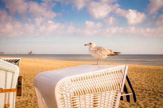 Germany, Usedom, Heringsdorf, seagull on hooded beach chair