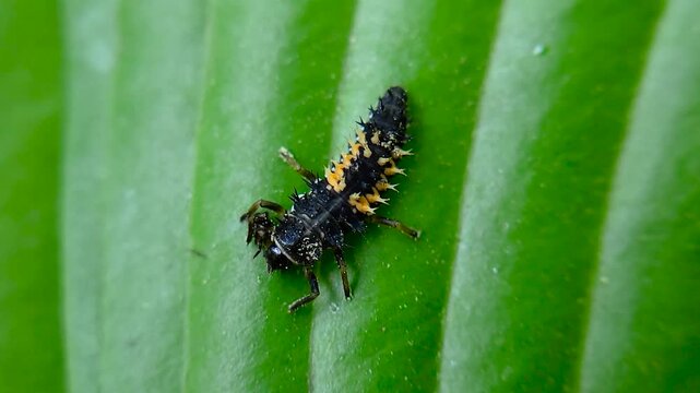 곤충,무당벌레유충,유충,Insect, Ladybug larva, Larva