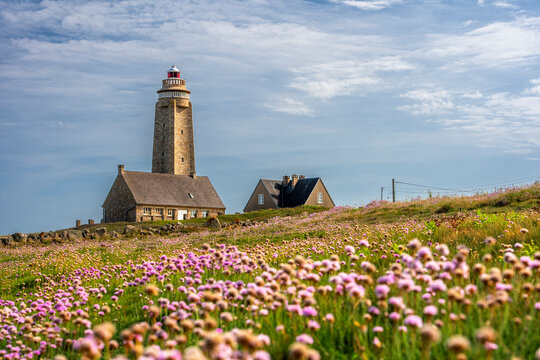 Cap Levi lighthouse with pink flowers in Normandy France