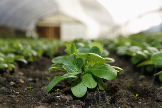 Lamb's lettuce growing in organic greenhouse in Upper Bavaria Germany