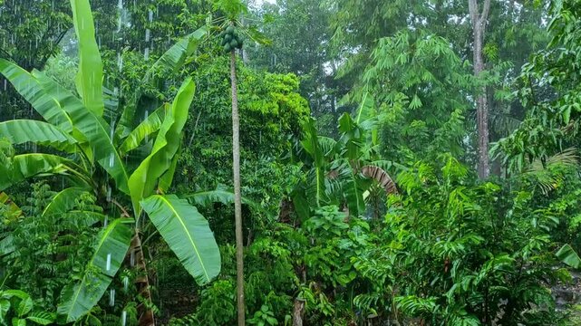 Lush tropical rainforest thrives under refreshing rain. Vibrant green foliage and banana leaves glisten, creating a serene, invigorating spectacle