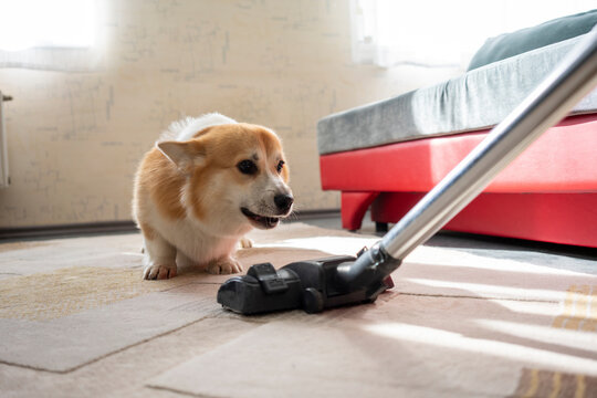 Dog watching vacuum cleaner