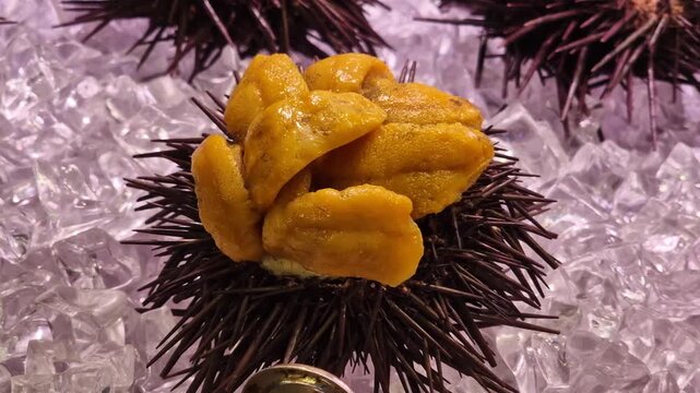 Close-up cinematic motion of fresh sea urchin roe uni with sharp spines on ice display for sale.
