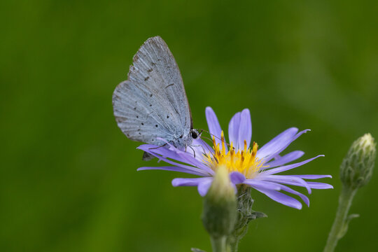 Azur&eacute; des nerpruns (Celastrina argiolus)
Celastrina argiolus on an unidentified flower or plant
