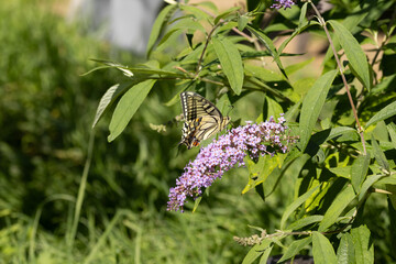 Machaon (Papilio machaon) Papilio machaon on an unidentified flower or plant  © Eric
