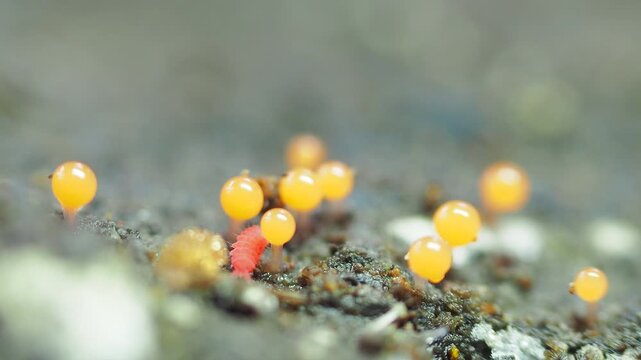 Red Springtails tiny animals in Tropical Rainforest in Thailand and Southeast-Asia. 