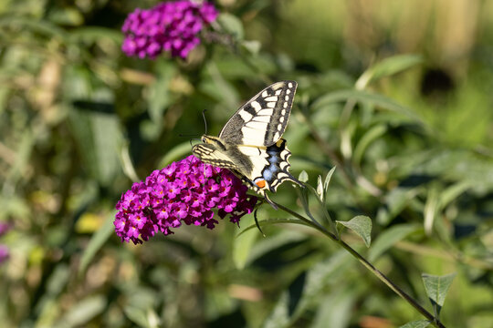 Machaon (Papilio machaon)
Papilio machaon on an unidentified flower or plant
