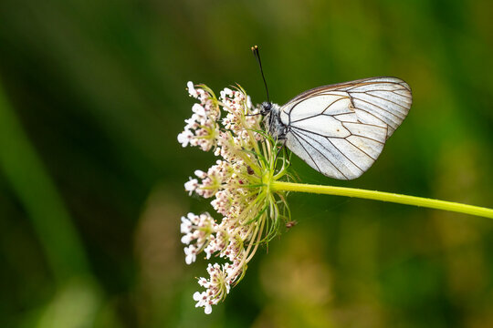 Pieridae / Alı&ccedil; Kelebeği / Black-veined White / Aporia crataegi