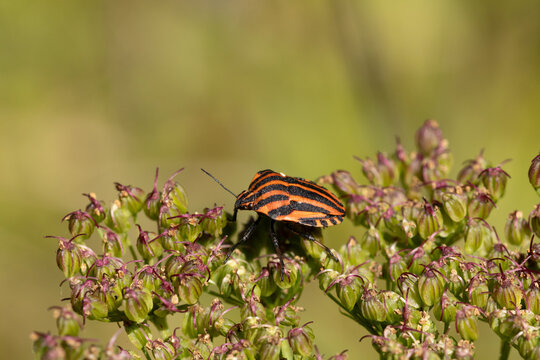 Punaise arlequin (Graphosoma lineatum)
Graphosoma lineatum on an unidentified flower or plant
