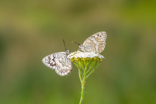 
Satyridae / Anadolu Melikesi / Balkan Marbled White / Melanargia larissa