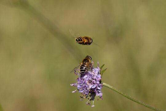 Eristalis nemorum
Eristalis nemorum in its natural element
