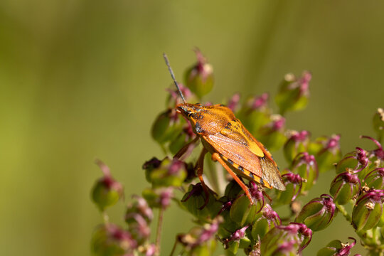 Punaise &agrave; pattes rouges --- Carpocore pourpr&eacute; (Carpocoris purpureipennis)
Carpocoris purpureipennis in its natural element
