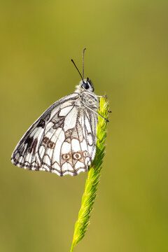 
Satyridae / Anadolu Melikesi / Balkan Marbled White / Melanargia larissa