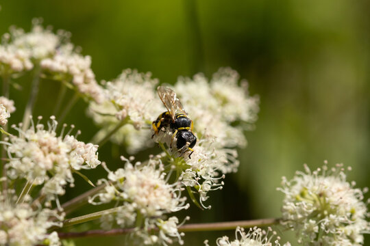 Ectemnius sp.
Ectemnius sp. on an unidentified flower or plant
