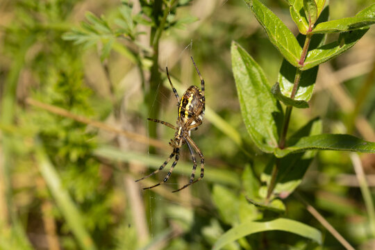 Argiope frelon --- Argiope fasci&eacute;e (Argiope bruennichi)
Argiope bruennichi in its natural element
