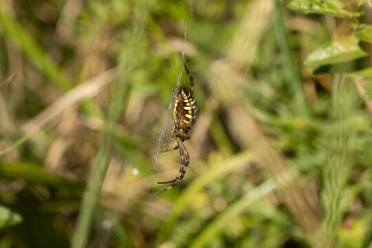 Argiope frelon --- Argiope fasci&eacute;e (Argiope bruennichi)
Argiope bruennichi in its natural element
