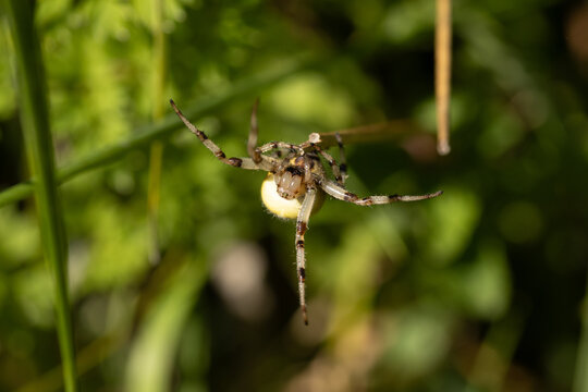 Epeire carr&eacute;e --- Epeire &agrave; quatre points (Araneus quadratus)
Araneus quadratus in its natural element
