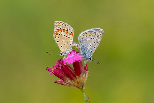 
Lycaenidae / &Ccedil;okg&ouml;zl&uuml; Mavi / Common Blue / Polyommatus icarus