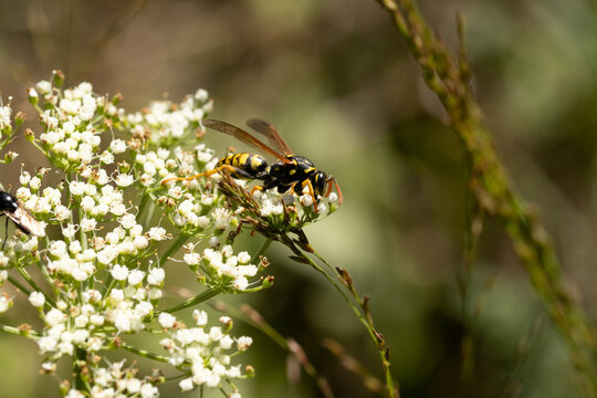 Poliste gaulois (Polistes dominula)
Polistes dominula in its natural element
