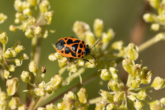 Euryd&egrave;me souveraine (Eurydema dominulus)
Eurydema dominulus in its natural element
