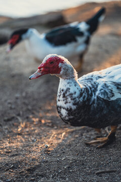 Duck face