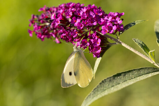 Pi&eacute;ride du chou (Pieris brassicae)
Pieris brassicae on an unidentified flower or plant
