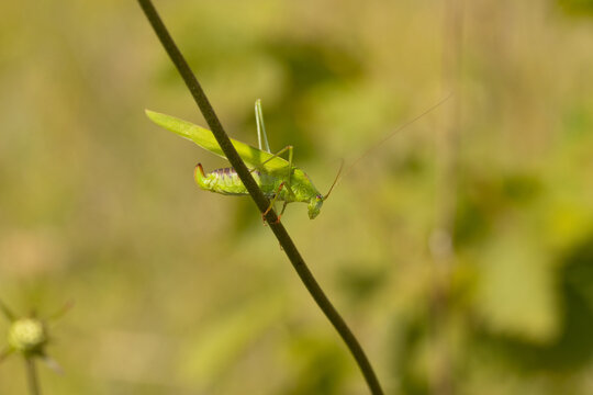 Grande sauterelle verte (Tettigonia viridissima)
Tettigonia viridissima in its natural element
