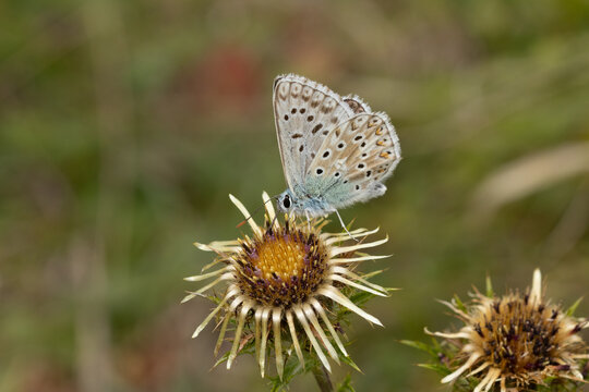 Bleu nacr&eacute; (Lysandra coridon)
Lysandra coridon on an unidentified flower or plant
