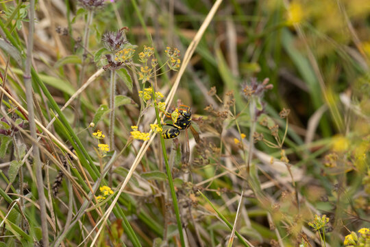 Poliste gaulois (Polistes dominula)
Polistes dominula in its natural element
