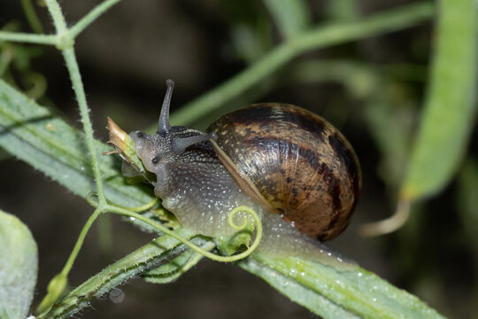Escargot petit-gris (Cornu aspersum)
Cornu aspersum in its natural element
