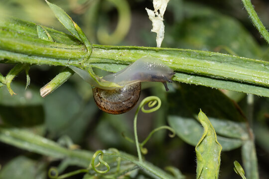 Escargot petit-gris (Cornu aspersum)
Cornu aspersum in its natural element
