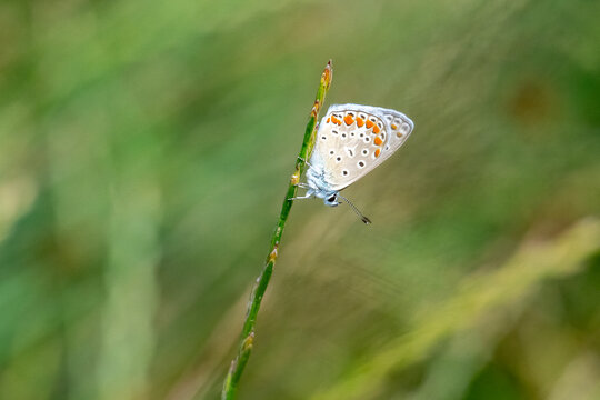 
Lycaenidae / &Ccedil;okg&ouml;zl&uuml; Mavi / Common Blue / Polyommatus icarus