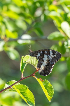 Satyridae / Kara Murat / Great Banded Grayling / Brintesia circe