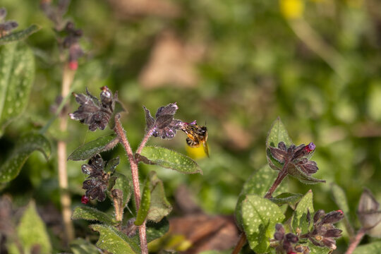 Anthophore plumeuse (Anthophora plumipes)
Anthophora plumipes on an unidentified flower or plant
