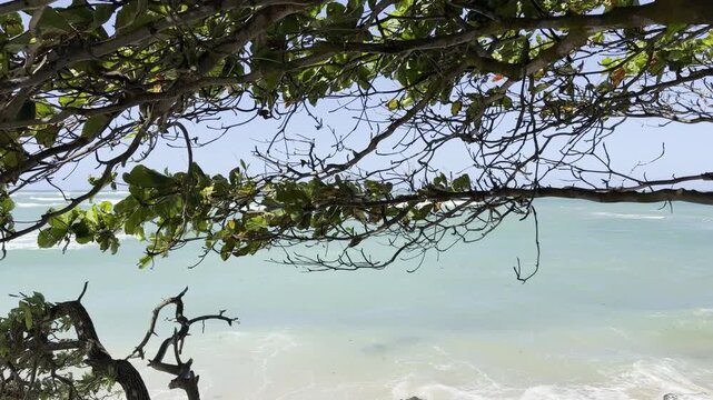 Terminalia catappa is a large tropical tree in the leadwood tree family, Combretaceae, country almond, Indian almond, Malabar almond. Kualoa Beach, Honolulu, Oahu, Hawaii. Pacific ocean