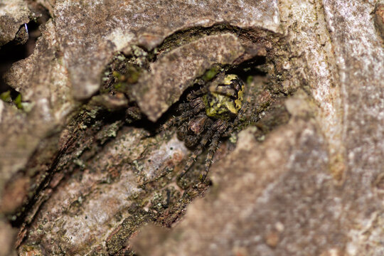 Epeire &agrave; bosses (Gibbaranea gibbosa)
Gibbaranea gibbosa in its natural element
