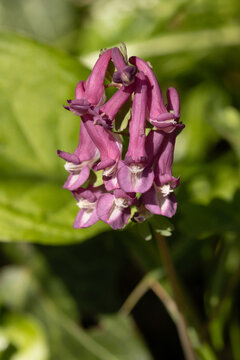 Corydale solide (Corydalis solida)
Corydalis solida in its natural element
