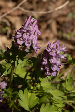 Corydale solide (Corydalis solida)
Corydalis solida in its natural element

