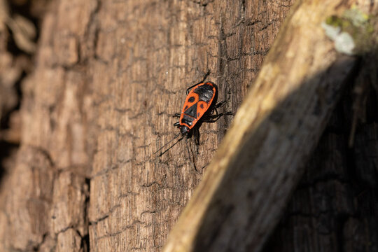 Gendarme (Pyrrhocoris apterus)
Pyrrhocoris apterus on an unidentified flower or plant
