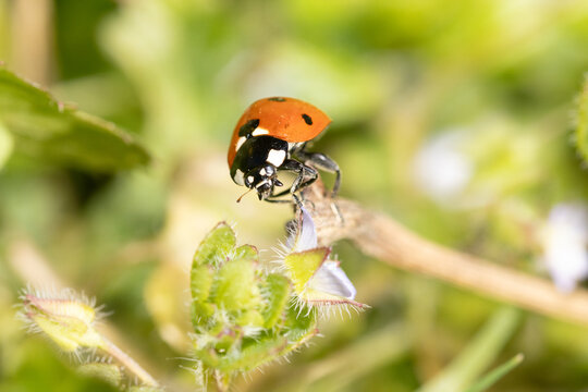Coccinelle &agrave; Sept Points (Coccinella septempunctata)
Coccinella septempunctata on an unidentified flower or plant
