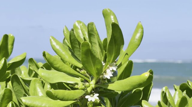 Scaevola taccada, beach cabbage, sea lettuce, or beach naupaka, is a flowering plant in the family Goodeniaceae. Kapalaoa Beach, Honolulu, Oahu, Hawaii.  Pacific ocean