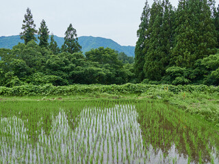 夏の観光名所世界遺産の白川郷の合掌村の森と水田の風景 © zheng qiang