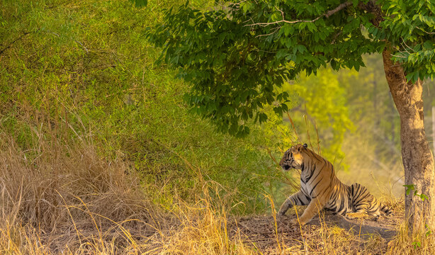 Male tiger (Panthera tigris) at the forest of bandhavgarh tiger reserve.