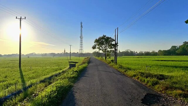 A beautiful rural road winds through lush rice paddies, showcasing trees and a clear sky. Sustainable agriculture, a beautiful natural landscape. Perfect for nature documentaries. 4K