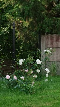 Lush pink and white flowers of rose buds with delicate fragrance blooming in the garden on green grass and fence background. Variety of bush roses is New dawn and Schneewittchen. Floral floriculture.