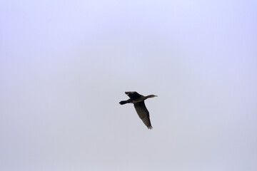Obraz premium Cormorant passing at Mettmenhasli lake at Swiss village of Niederhasli on a gray autumn day. Photo taken December 14th, 2025, Zurich Niederhasli, Switzerland.