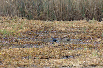 Fototapeta premium Mettmenhasli lake with reed and raven standing in puddle of water at Swiss village of Niederhasli on a gray autumn day. Photo taken December 14th, 2025, Zurich Niederhasli, Switzerland.