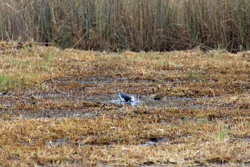 Fototapeta premium Mettmenhasli lake with reed and raven standing in puddle of water at Swiss village of Niederhasli on a gray autumn day. Photo taken December 14th, 2025, Zurich Niederhasli, Switzerland.