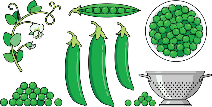 Green pea vegetable vector collection featuring fresh pea pods loose peas flowering vine and kitchen colander healthy food illustration