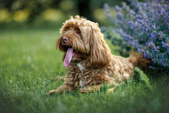 happy labradoodle dog lying on grass in summer